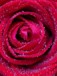 Preview wallpaper rose, flower, red, drops, petals, macro