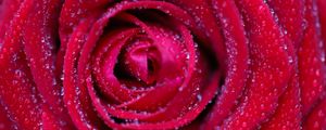 Preview wallpaper rose, flower, red, drops, petals, macro