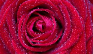 Preview wallpaper rose, flower, red, drops, petals, macro