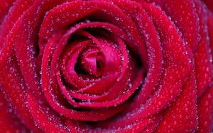 Preview wallpaper rose, flower, red, drops, petals, macro