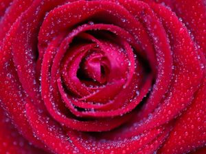 Preview wallpaper rose, flower, red, drops, petals, macro