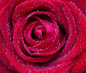 Preview wallpaper rose, flower, red, drops, petals, macro