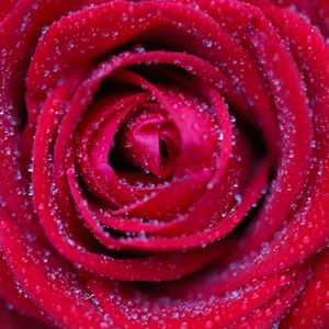 Preview wallpaper rose, flower, red, drops, petals, macro