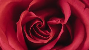 Preview wallpaper rose, flower, red, petals, macro