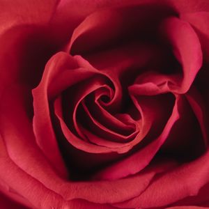 Preview wallpaper rose, flower, red, petals, macro