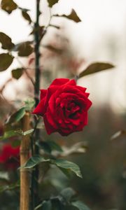 Preview wallpaper rose, flower, red, stem, leaves