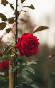 Preview wallpaper rose, flower, red, stem, leaves