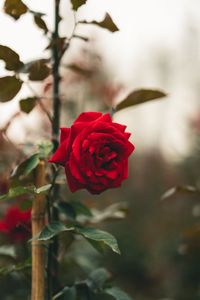 Preview wallpaper rose, flower, red, stem, leaves
