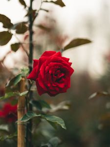 Preview wallpaper rose, flower, red, stem, leaves