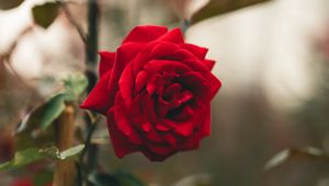 Preview wallpaper rose, flower, red, stem, leaves
