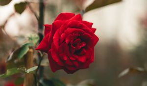Preview wallpaper rose, flower, red, stem, leaves