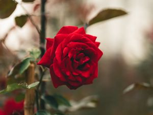 Preview wallpaper rose, flower, red, stem, leaves