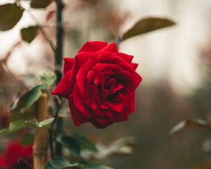 Preview wallpaper rose, flower, red, stem, leaves