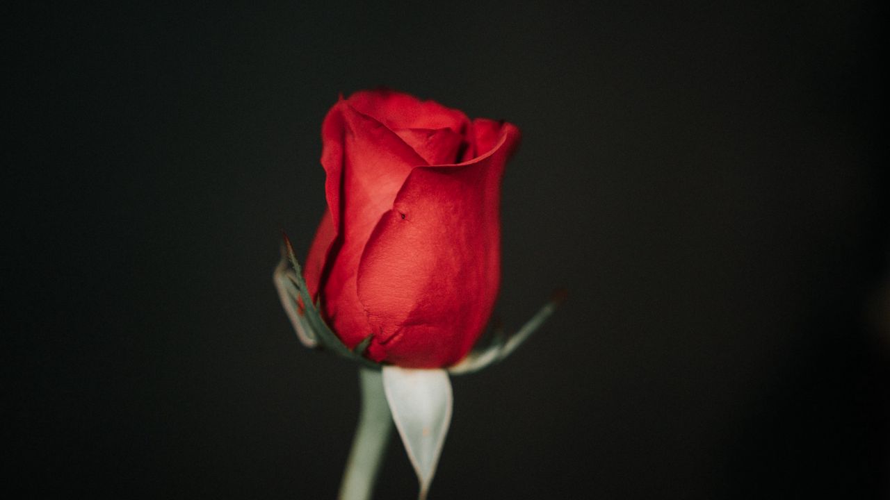 Wallpaper rose, flower, red, black hd, picture, image