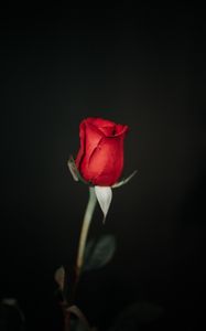 Preview wallpaper rose, flower, red, black