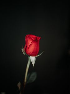 Preview wallpaper rose, flower, red, black