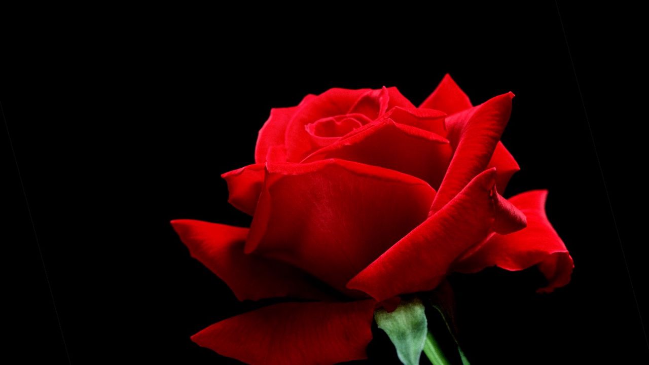 Wallpaper rose, flower, red, white