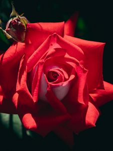 Preview wallpaper rose, flower, red, petals, macro, shadow