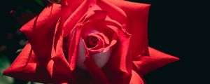 Preview wallpaper rose, flower, red, petals, macro, shadow