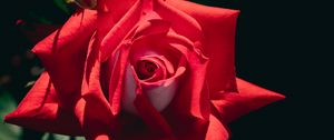 Preview wallpaper rose, flower, red, petals, macro, shadow