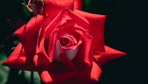 Preview wallpaper rose, flower, red, petals, macro, shadow