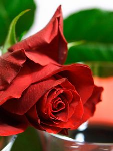 Rose old mobile, cell phone, smartphone wallpapers hd, desktop backgrounds  240x320 downloads, images and pictures