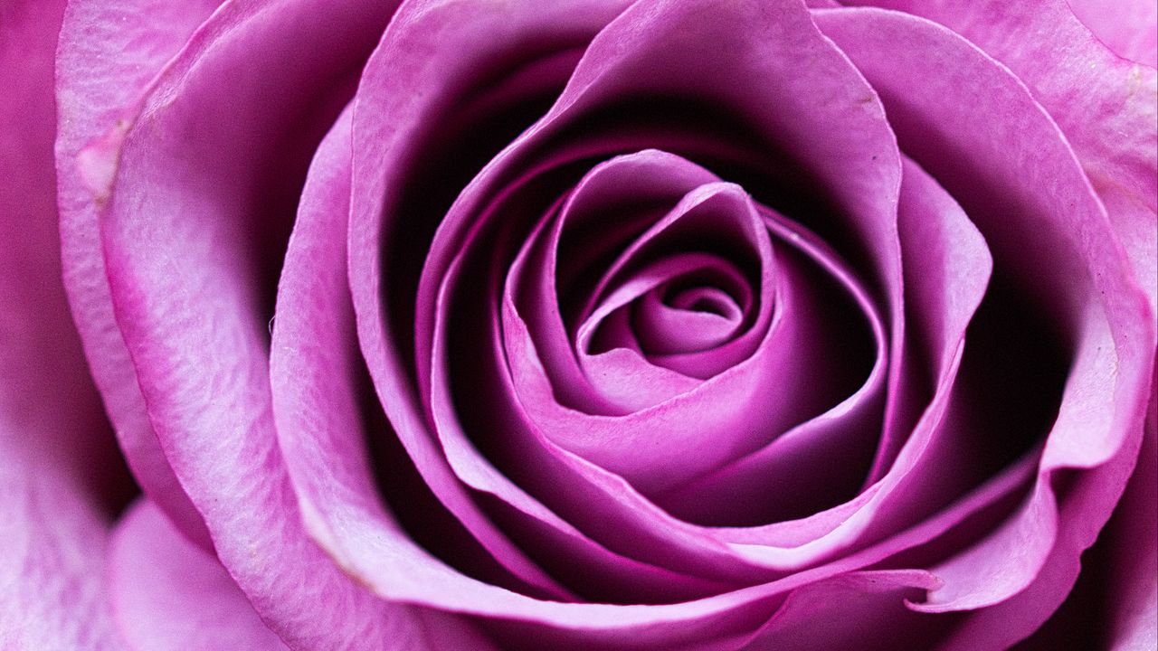 Wallpaper rose, flower, romance, closeup, pink, petals