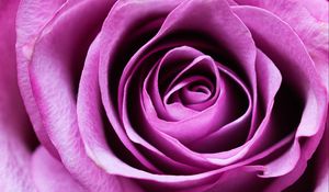 Preview wallpaper rose, flower, romance, closeup, pink, petals