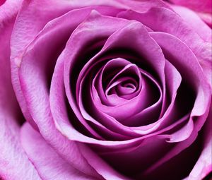 Preview wallpaper rose, flower, romance, closeup, pink, petals