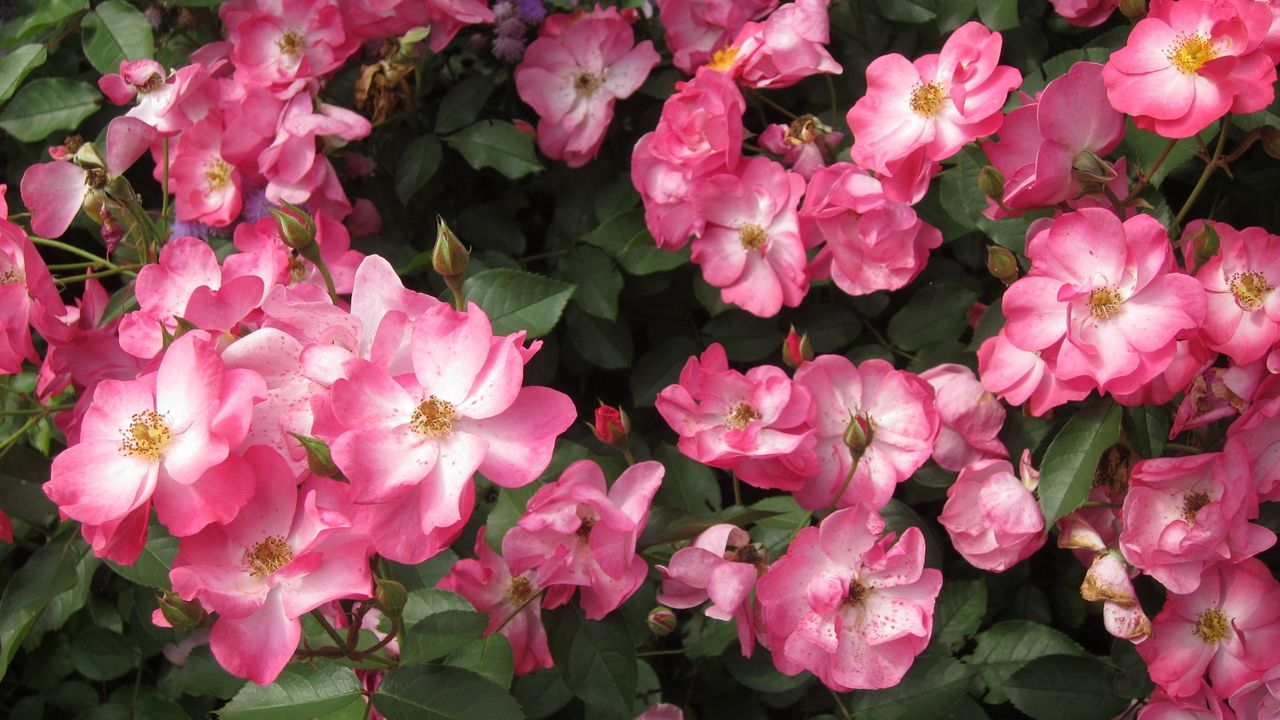 Wallpaper rose, flower, shrub, leaves