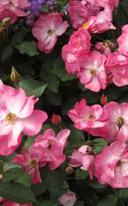 Preview wallpaper rose, flower, shrub, leaves