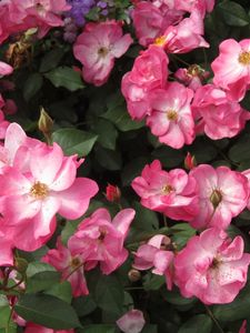 Preview wallpaper rose, flower, shrub, leaves