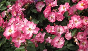 Preview wallpaper rose, flower, shrub, leaves