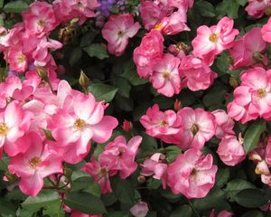 Preview wallpaper rose, flower, shrub, leaves