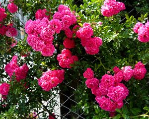 Preview wallpaper rose, flower, shrub, grid, green