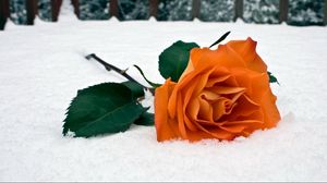 Preview wallpaper rose, flower, snow, winter, leaves