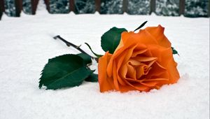 Preview wallpaper rose, flower, snow, winter, leaves