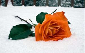 Preview wallpaper rose, flower, snow, winter, leaves