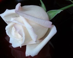 Preview wallpaper rose, flower, snow-white, button, black background, reflection