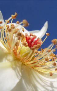 Preview wallpaper rose, flower, stamen, pollen