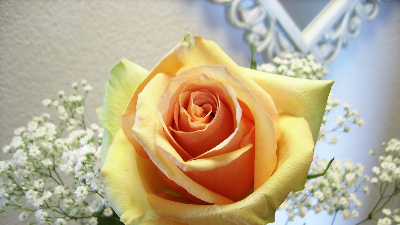 Wallpaper rose, flower, tender, bud, close-up