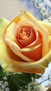 Preview wallpaper rose, flower, tender, bud, close-up