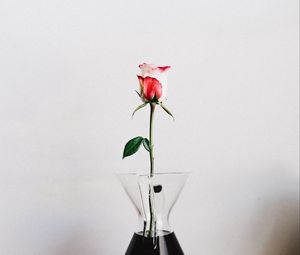 Preview wallpaper rose, flower, vase