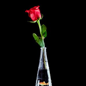 Preview wallpaper rose, flower, vase, goldfish, darkness