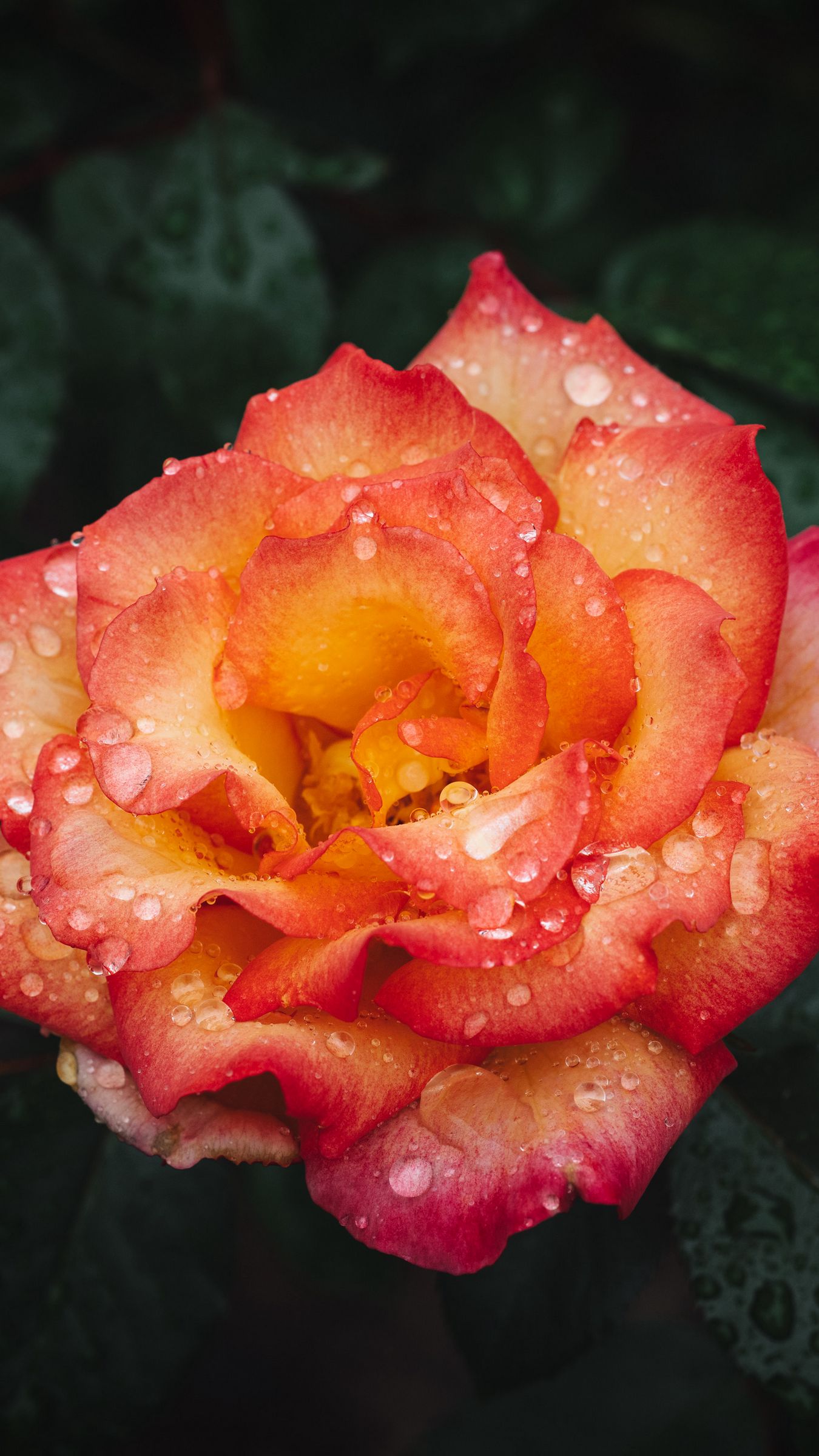 Download wallpaper 1350x2400 rose, flower, wet, red, yellow iphone 8+/7 ...