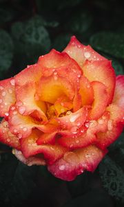 Preview wallpaper rose, flower, wet, red, yellow