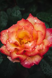 Preview wallpaper rose, flower, wet, red, yellow