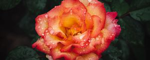 Preview wallpaper rose, flower, wet, red, yellow