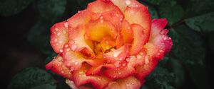 Preview wallpaper rose, flower, wet, red, yellow