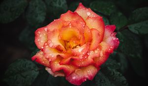 Preview wallpaper rose, flower, wet, red, yellow